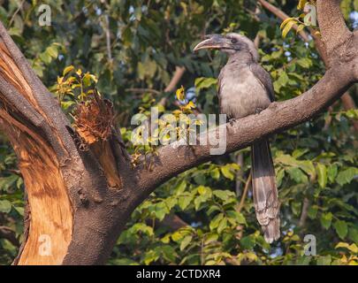 Indian Grey Hornbill (Ocyceros birostris), thront in einem Baum, auf der Vorderseite gesehen, Indien Stockfoto