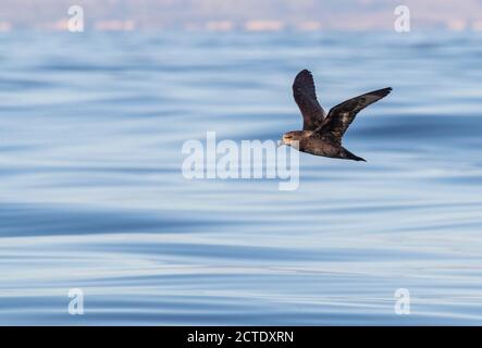 Grauschwalbe (Pterodroma gouldi), im Flug am pazifischen Ozean, Neuseeland, Südinsel, Kaikoura Stockfoto