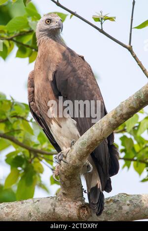 Graukopf-Fischadler (Haliaeetus ichthyaetus), auf einem Baum, Indien thront Stockfoto