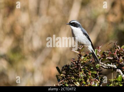 Grauer buschchat, grauer Buschchat (Saxicola ferreus), männlich in einem Busch, Indien Stockfoto