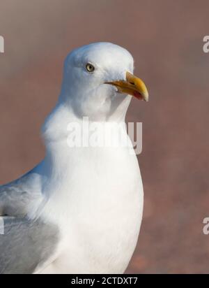 Heringsmöwe (Larus argentatus), erwachsen, Niederlande, Texel Stockfoto