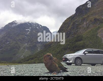 kea (Nestor notabilis), Erwachsener sitzt auf dem Parkplatz in den Bergen mit Auto im Hintergrund, Neuseeland, Südinsel Stockfoto