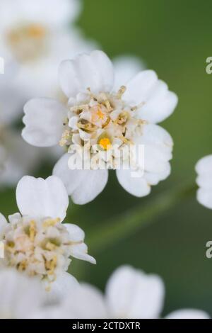 Schafgarbe, Gemeine Schafgarbe (Achillea millefolium), Blumen, Deutschland Stockfoto