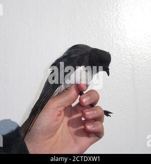 Graurückensturmsturmsturmvogel (Garrodia nereis), gefangen auf dem Deck eines Expeditionskreuzfahrtschiffes, Neuseeland Stockfoto