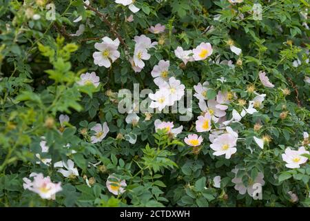 Hundsrose (Rosa Canina), blühen, Deutschland Stockfoto