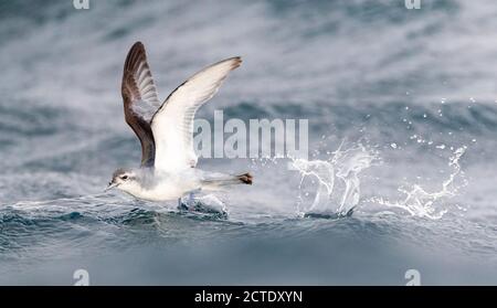 Fairy Prion (Pachyptila turtur), fliegen über den Ozean auf der Nahrungssuche im Flug , Neuseeland, Südinsel, Kaikoura Stockfoto