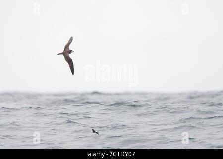 galapagos-Sturmvogel (Pterodroma phaeopygia), vom Aussterben bedroht Galapagos-Sturmvogel im Flug über den pazifischen Ozean, Peru Stockfoto