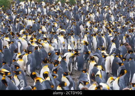 Königspinguin (Aptenodytes patagonicus halli), Kolonie auf Macquarie Island, viele brütende Pinguine stehen zusammen, Australien, Tasmanien, Macquarie Stockfoto