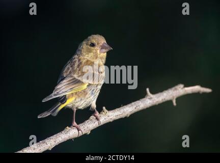 westlichen Grünfink (Carduelis chloris, Chloris chloris), Juvenile auf einem Zweig thront, Spanien, Katalonia Stockfoto