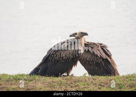 Himalaya-Gänsegeier (Gyps himalayensis), zwei Immatries stehen am Ufer eines Sees, Indien, Himalaya, Stockfoto