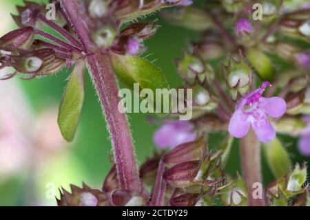 Breitblättriger Thymian, Dot Wells Creeping Thymian, großer Thymian, ZitronenThymian, Mutter des Thymian, Wilder Thymian (Thymus pulegioides), Stiel, Deutschland Stockfoto