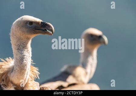 gänsegeier (Gyps fulvus), Nahaufnahme mit einem anderen Geier im Hintergrund, Spanien, Katalonia, Pyrenäen Stockfoto