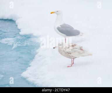 Wassermöwe (Larus hyperboreus), unreif am Drift stehend, erwachsener Vogel im Hintergrund, Norwegen, Spitzbergen Stockfoto