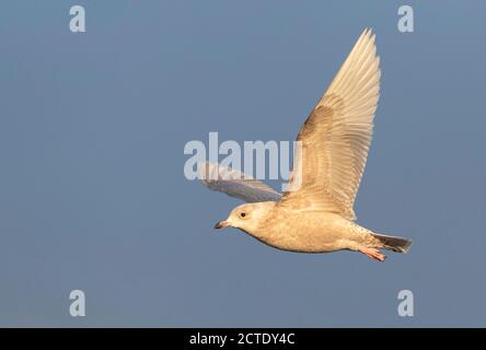 Islandmöwe (Larus glaucoides), zweites Kalenderjahr im Flug, Norwegen, Finnmark, Varangerfjord Stockfoto