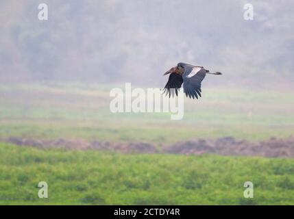 Großer Adjutant Storch (Leptoptilos dubius), fliegen tief über ländlichen landwirtschaftlichen Feld, Indien Stockfoto