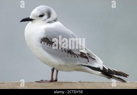 Schwarzbeinige-Kittiwake (Rissa tridactyla, Larus tridactyla), Zweijahreskittiwake mit Schwarzbeinen, Niederlande Stockfoto