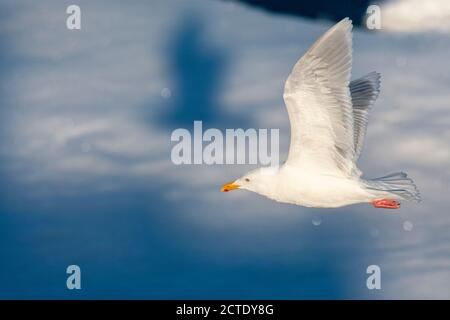 Wassermöwe (Larus hyperboreus), Erwachsener, der über Drift-Eis nördlich von Svalbard fliegt, mit eigenem Schatten im Hintergrund, Norwegen, Svalbard Stockfoto