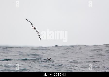 galapagos-Sturmvogel (Pterodroma phaeopygia), vom Aussterben bedroht Galapagos-Sturmvogel im Flug über den pazifischen Ozean, Peru Stockfoto