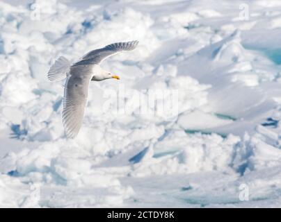 Wassermöwe (Larus hyperboreus), Erwachsener, der über Drift-Eis fliegt, Norwegen, Svalbard Stockfoto