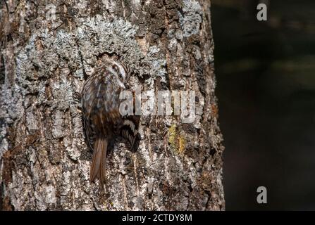 Orientalis Eurasian Treecreeper (Certhia familiaris daurica, Certhia daurica), auf einem Baumstamm im Wald, Japan, Hokkaido Stockfoto