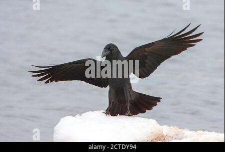 Großschneehuhe, Jungle Crow (Corvus macrorhynchos japonensis, Corvus japonensis), Landung auf einem Schneehaufen, Japan, Hokkaido Stockfoto