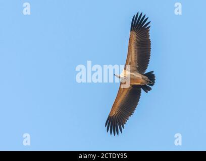 Langschnabel-Gänsegeier (Gyps indicus), im Flug, von unten gesehen, Indien, Madhya Pradesh, Bandhavgarh National Park Stockfoto