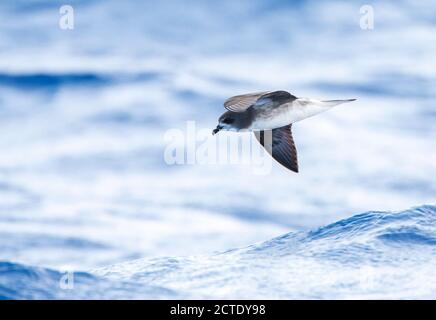 Desertas Petrel (Pterodroma deserta), tief über dem Meer fliegend, Portugal, Madeira Stockfoto