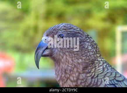 kea (Nestor notabilis), Porträt, Neuseeland, Südinsel Stockfoto