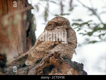 Indische Nachtschwalbe (Caprimulgus asiaticus), im Laufe des Tages in einem Baum, Indien, Baratphur Stockfoto