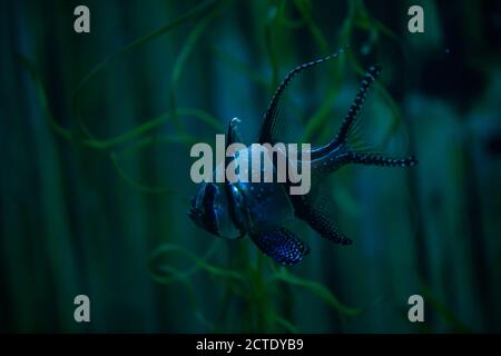 Natural Beauty Concept - Nahaufnahme eines Banggai Kardinal Fisch / Pterapogon kauderni wie es unter Wasser schwimmt. Stockfoto