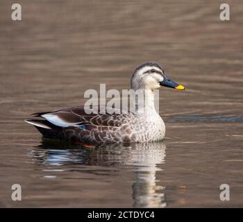 Östliche Fleckentente, chinesische Fleckentente (Anas zonorhyncha, Anas poecilorhyncha zonorhyncha), Schwimmen in einem See, Japan Stockfoto