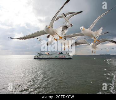 Kleinmöwe (Larus fuscus), mehrere Kleinmöwen, die der Fähre folgen, andere Fähre und Den Helder im Hintergrund, Stockfoto