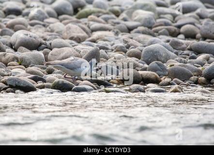 Ibis Bill (Ibidorhyncha struthersii), Erwachsene Nahrungssuche am Ufer eines Flussufers eines breiten Flusses in den Ausläufern des Himalaya, Indien, Himalaya, Stockfoto