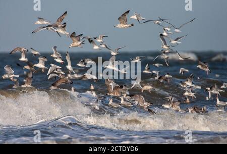 Heringsmöwe (Larus argentatus), Schwarm überwinternder Möwen, einschließlich der europäischen Heringsmöwe, die vor dem Strand der Nordsee in der Brandung einsammeln, Stockfoto
