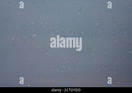 Heringmöwe (Larus argentatus), Super viele Möwen, einschließlich Europäischer Heringmöwe, in der Luft hängend, Niederlande Stockfoto