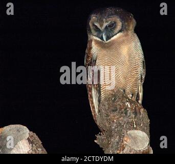 Braune Holzeule (Strix leptogrammica newarensis, Strix newarensis), auf einem exponierten Zweig während der Nacht, Blick nach unten, Indien, Himalaya Stockfoto