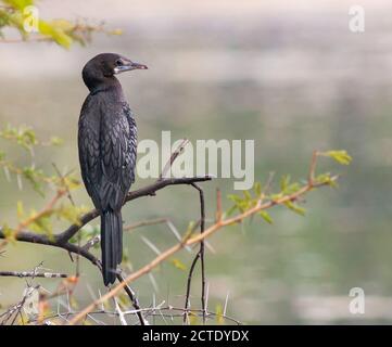 javanischer Kormoran (Phalacrocorax niger, Microcarbo niger), Erwachsener auf einem Zweig, Indien Stockfoto