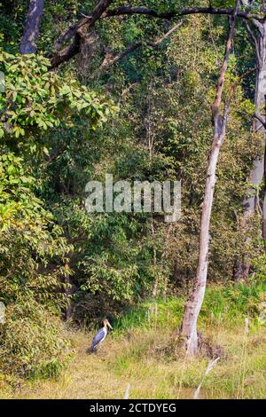 Kleiner Adjutant (Leptoptilos javanicus), stehend am Rande einer Waldlichtung, Indien Stockfoto