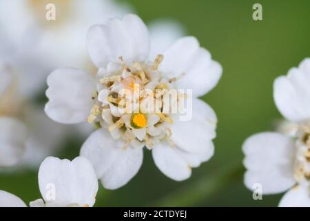 Schafgarbe, Gemeine Schafgarbe (Achillea millefolium), Blumen, Deutschland Stockfoto