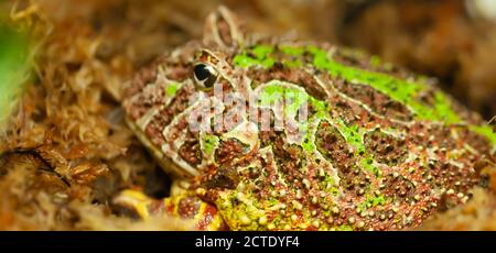 Hochauflösendes Makro eines argentinischen Horned Frogs / Ceratophrys ornata Stockfoto