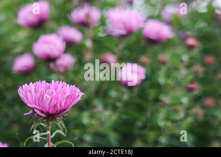 Selektiver Fokus auf rosa Chrysantheme auf verschwommenem Blumenbeet Hintergrund. Bunte rosa herbstliche Chrysantheme Hintergrund. Stockfoto