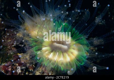 Devonshire Cup Coral, Plymouth Sound, Devon Stockfoto