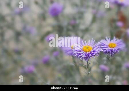 Selektiver Fokus auf violett-Lavendel Aster Alpinus oder blau Alpine Daisy auf verwackelten Herbstgarten Blumenbeet Hintergrund. Stockfoto