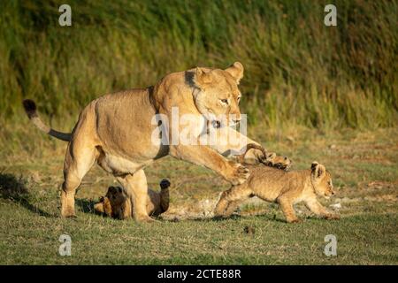 Weibliche Löwin spielt mit ihren zwei kleinen Löwen in goldenes Nachmittagslicht in Ndutu in Tansania Stockfoto