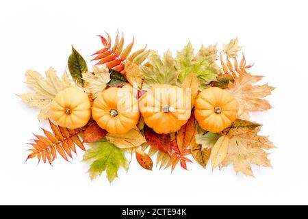 Muster aus trockenen Herbstblättern, Kürbissen und Baumwolle. Flach liegend fallen. Draufsicht. Minimalkonzept Herbst Stockfoto