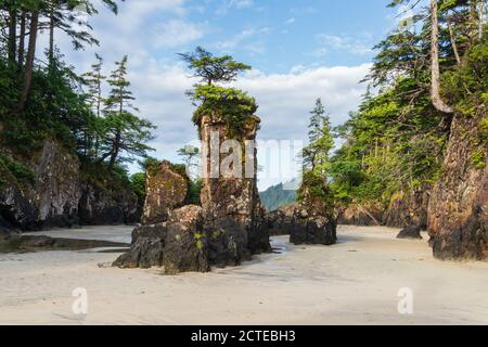 San Josef Bay of Cape Scott Princial Park iBritish Columbia ist die Heimat von Sea Stacks. Stockfoto