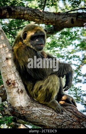 Junge gigantische männliche Schimpanse schlafen und entspannen auf einem Baum in Lebensraum Wald Dschungel. Schimpansen in Nahaufnahme mit nachdenklicher Ausdrucksweise. Monke Stockfoto