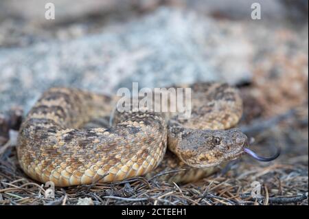 Arizona Black Rattlesnake, (Cerbat Mountain Phase), Mojave co., Arizona, USA. Stockfoto