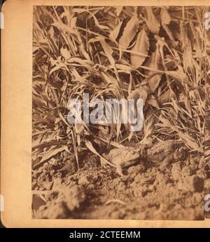 Unsere Käfer-Catchers., Wittick, Ben (1845-1903), New Mexico Stockfoto