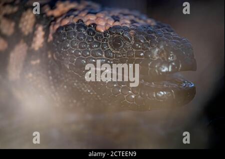 Gebändertes Gila Monster, (Heloderma Suspect cinctum), Mojave co., Arizona, USA. Stockfoto